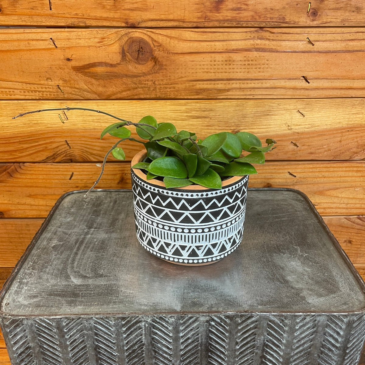 the-plant-farm-houseplants-