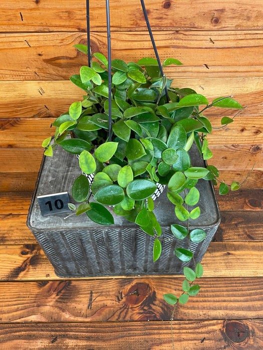 The Plant Farm® Houseplants Hoya CV Chouke - Pick Your Plant, 6" Plant