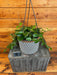 The Plant Farm® Houseplants Hoya CV Chouke - Pick Your Plant, 6" Plant