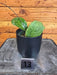 The Plant Farm® Houseplants Hoya CV Michele - Pick Your Plant, 4" Plant