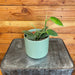 The Plant Farm® Houseplants Hoya CV Optimistic, 4" Plant