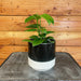 The Plant Farm® Houseplants Hoya CV Ruthie, 4" Plant
