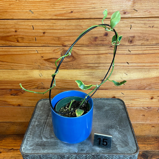 The Plant Farm® Houseplants Hoya Diversifolia Albomarginata on Hoop - Pick Your Plant, 4" Plant