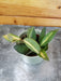 The Plant Farm® Houseplants Hoya DS 70 Variegated, 2" Plant