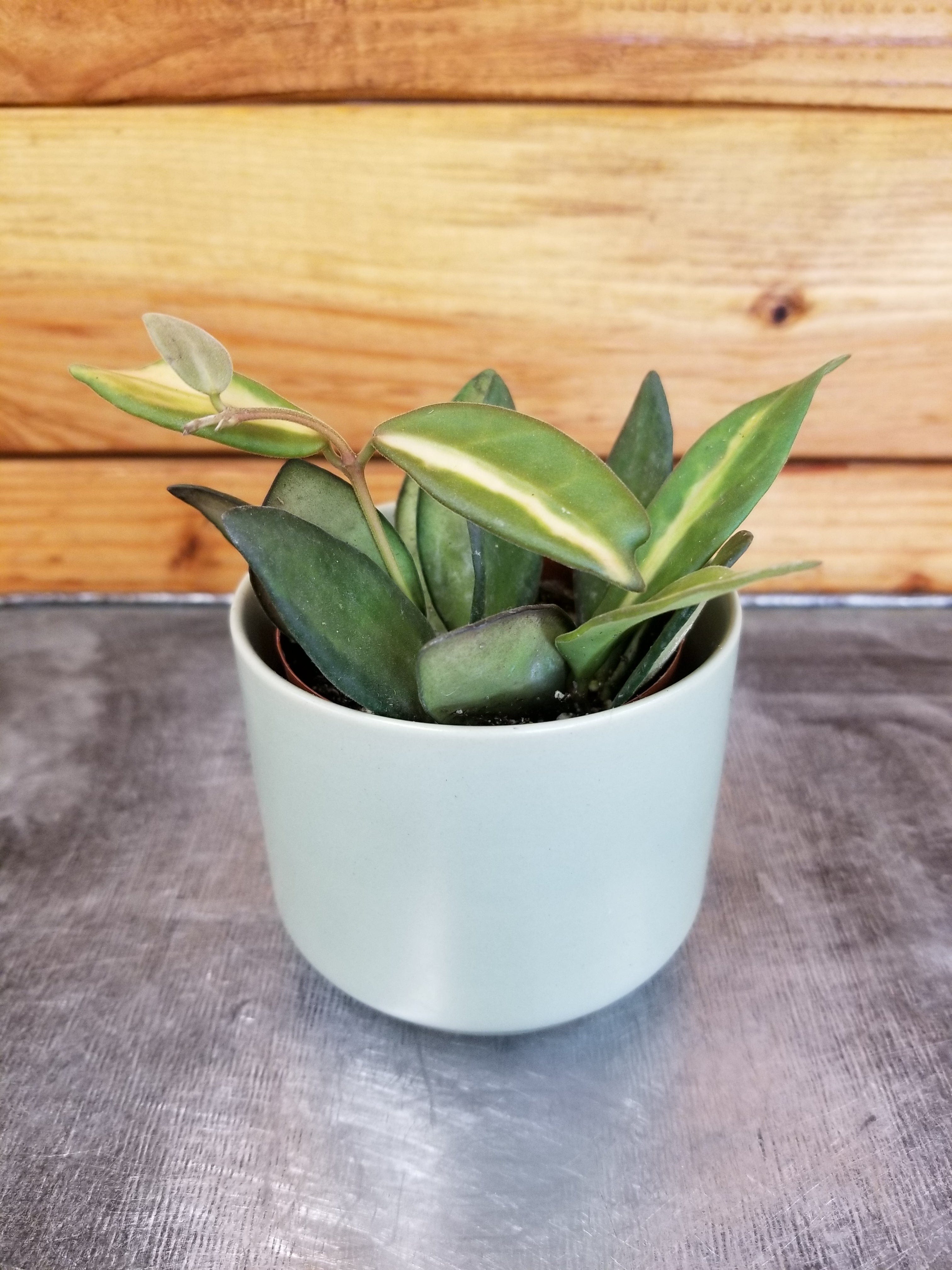 Hoya DS 70 Variegated, 2