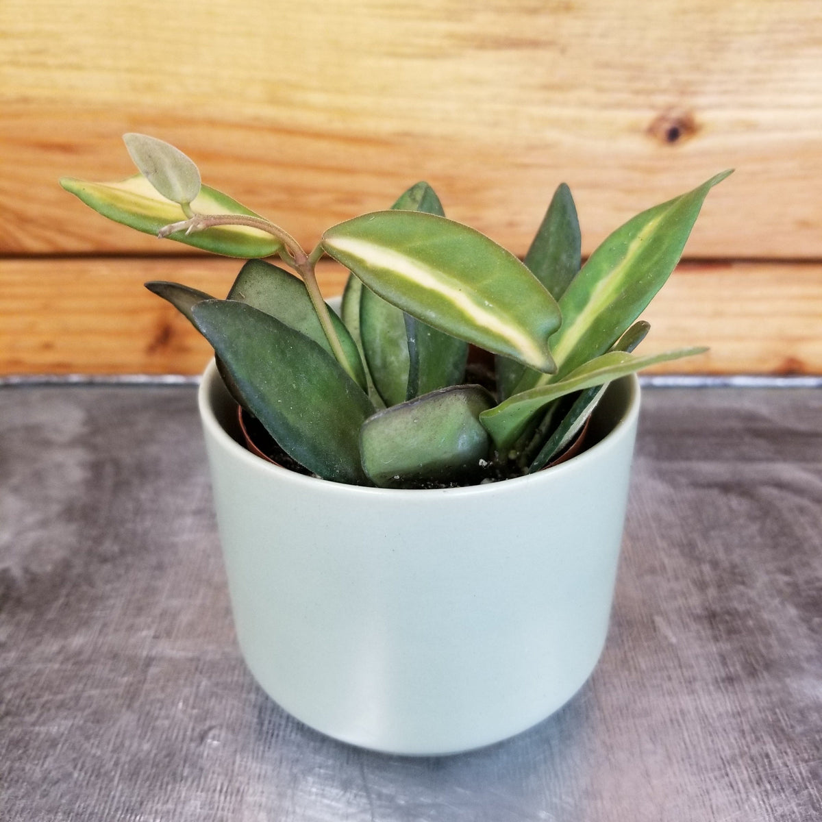 専用＊0220＊ホヤ＊Hoya the-plant-farm-houseplants-
