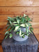 The Plant Farm® Houseplants Hoya DS 70 Variegated, 6" Plant