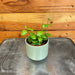 The Plant Farm® Houseplants Hoya Endauensis, 2" Plant