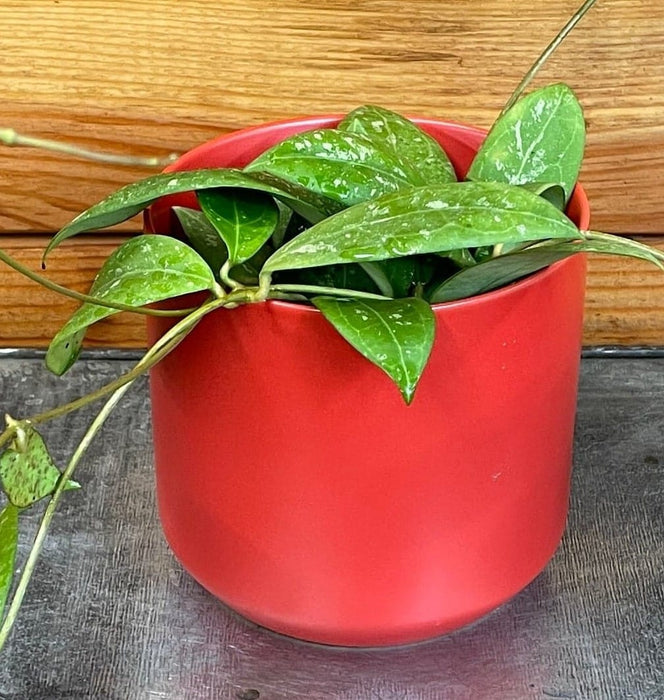 The Plant Farm® Houseplants Hoya Erythrostemma Splash, 4" Plant