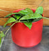 The Plant Farm® Houseplants Hoya Erythrostemma Splash, 4" Plant