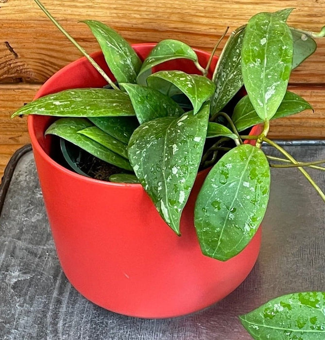 The Plant Farm® Houseplants Hoya Erythrostemma Splash, 4" Plant