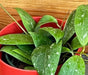 The Plant Farm® Houseplants Hoya Erythrostemma Splash, 4" Plant