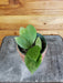 The Plant Farm® Houseplants Hoya Erythrostemma Splash, 4" Plant