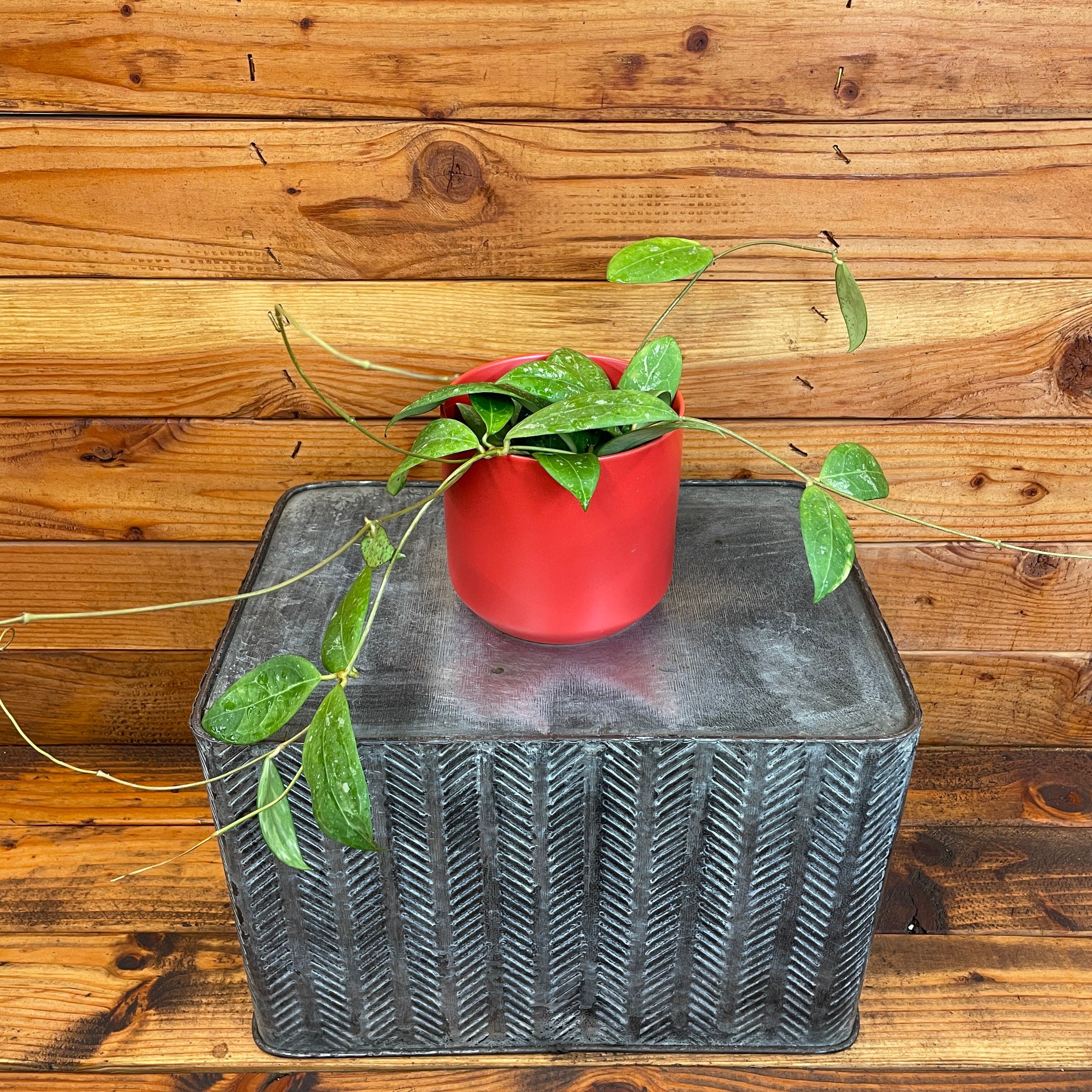 earnest hearts 鉢　volt 風林火山 the-plant-farm-houseplants-