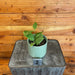 The Plant Farm® Houseplants Hoya Erythrostemma Splash-Pick Your Plant, 4" Plant