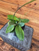 The Plant Farm® Houseplants Hoya Fungii x Pubicalyx, 4" Plant