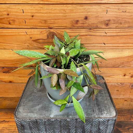 The Plant Farm® Houseplants Hoya Gracilis, 6" Plant