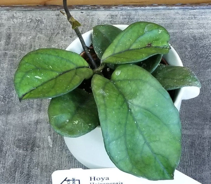 The Plant Farm® Houseplants Hoya Hainanensis, 2" Plant