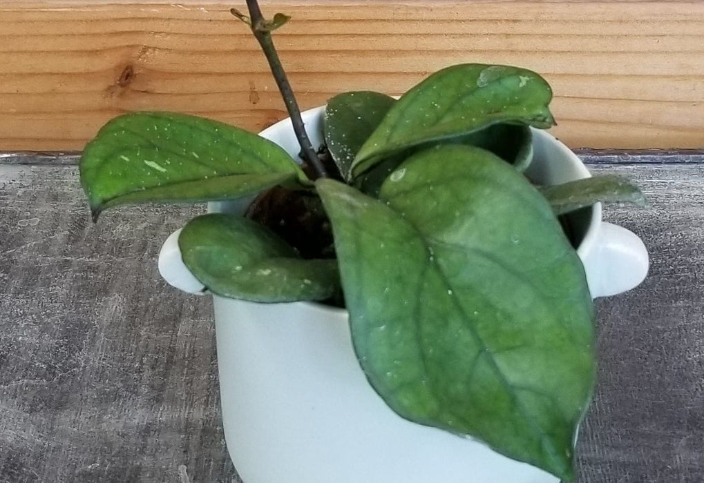 The Plant Farm® Houseplants Hoya Hainanensis, 2" Plant