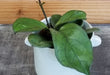 The Plant Farm® Houseplants Hoya Hainanensis, 2" Plant