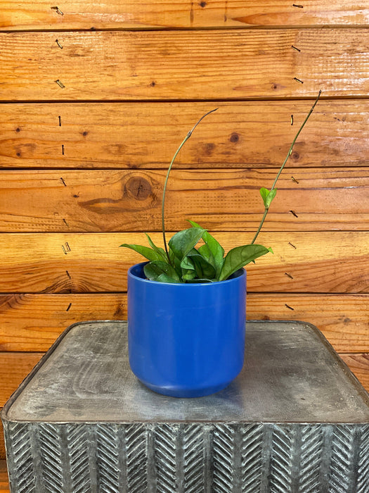 hoya plant pot size Hoya Hainanensis, 4" Plant — The Plant Farm®