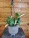 The Plant Farm® Houseplants Hoya Incrassata Albomarginata - Pick Your Plant, 6" Plant