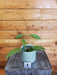 The Plant Farm® Houseplants Hoya Kalimantan - Pick Your Plant, 4" Plant