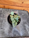 The Plant Farm® Houseplants Hoya Krohniana Artic, 2" Plant