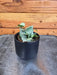 The Plant Farm® Houseplants Hoya Krohniana Artic, 2" Plant