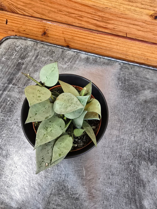 The Plant Farm® Houseplants Hoya Krohniana Artic, 2" Plant