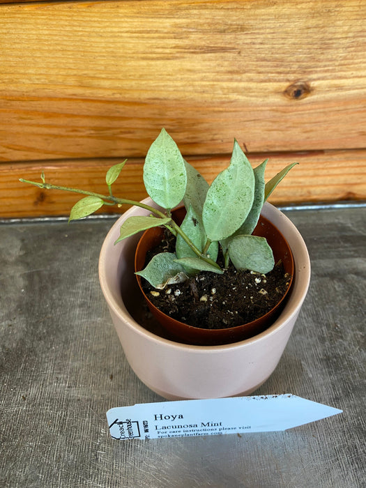 The Plant Farm® Houseplants Hoya Lacunosa Mint, 2" Plant