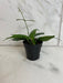 The Plant Farm® Houseplants Hoya Lamingtoniae, 2" Plant