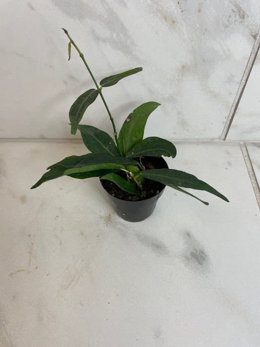 The Plant Farm® Houseplants Hoya Lamingtoniae, 2" Plant