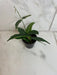 The Plant Farm® Houseplants Hoya Lamingtoniae, 2" Plant