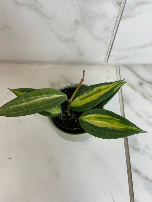 The Plant Farm® Houseplants Hoya Latifolia Pot of Gold, 2" Plant