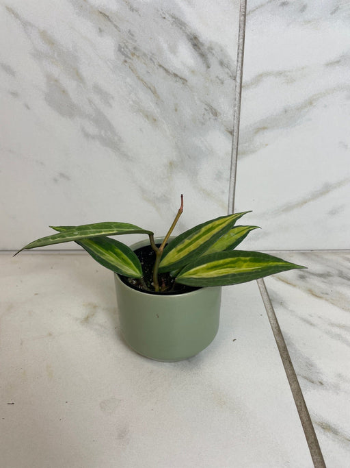 The Plant Farm® Houseplants Hoya Latifolia Pot of Gold, 2" Plant