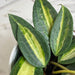 The Plant Farm® Houseplants Hoya Latifolia Pot of Gold, 4" Plant