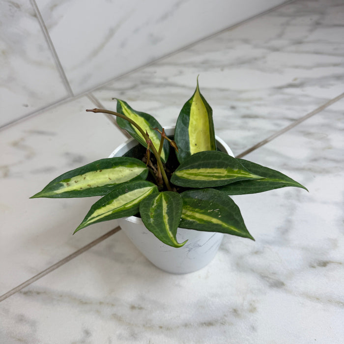 The Plant Farm® Houseplants Hoya Latifolia Pot of Gold, 4" Plant