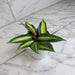 The Plant Farm® Houseplants Hoya Latifolia Pot of Gold, 4" Plant
