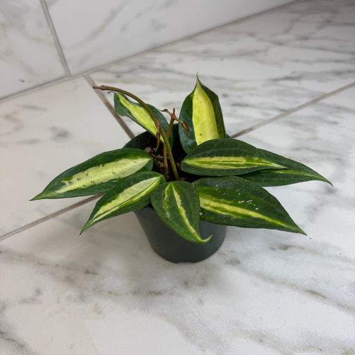 The Plant Farm® Houseplants Hoya Latifolia Pot of Gold, 4" Plant