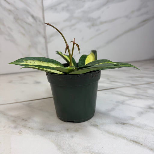 The Plant Farm® Houseplants Hoya Latifolia Pot of Gold, 4" Plant