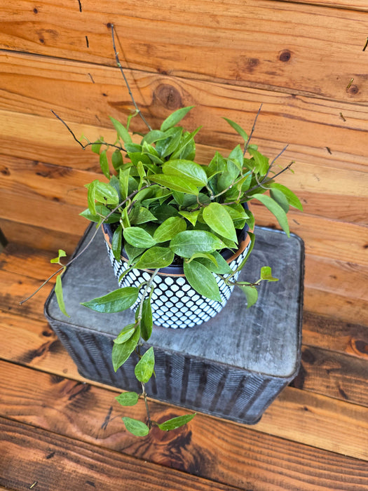 hoya house plant Hoya Limoniaca, 6" Plant