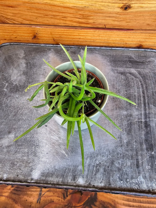 The Plant Farm® Houseplants Hoya Linearis, 2" Plant