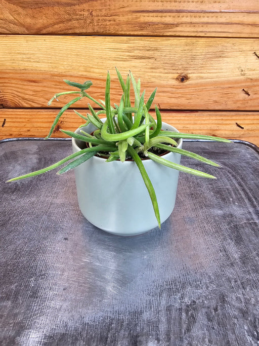 The Plant Farm® Houseplants Hoya Linearis, 2" Plant