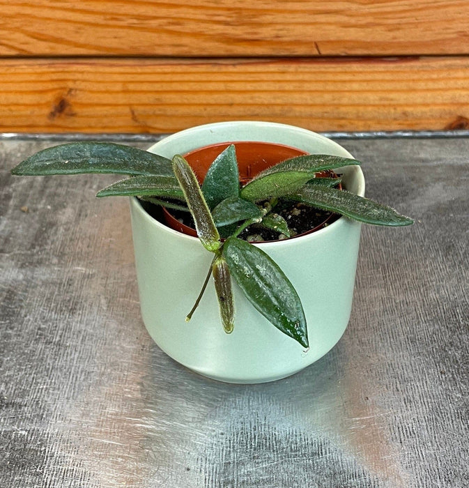 The Plant Farm® Houseplants Hoya Lyi China, 2" Plant