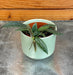 The Plant Farm® Houseplants Hoya Lyi China, 2" Plant