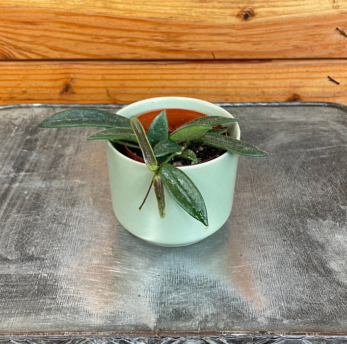 The Plant Farm® Houseplants Hoya Lyi China, 2" Plant