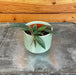 The Plant Farm® Houseplants Hoya Lyi China, 2" Plant