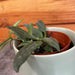 The Plant Farm® Houseplants Hoya Lyi China, 2" Plant