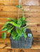 The Plant Farm® Houseplants Hoya Macgregorii - Pick Your Plant, 6" Plant